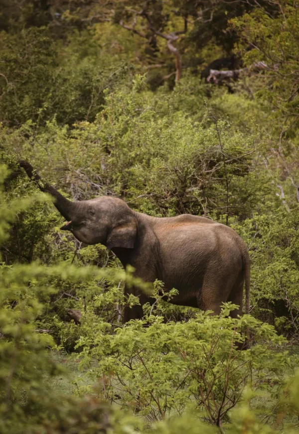 Yala National Park Portrait