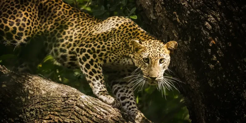 yala national park