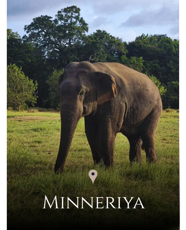 Minneriya