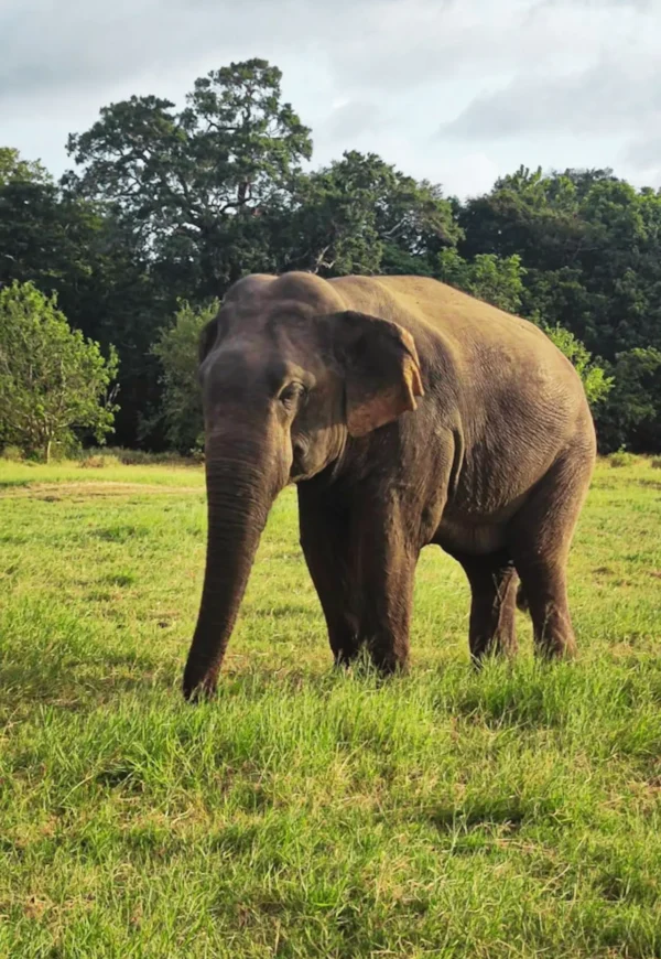Minneriya National Park.