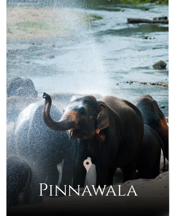 Pinnawala