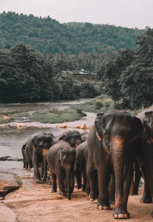 Pinnawala Elephant Orphanage