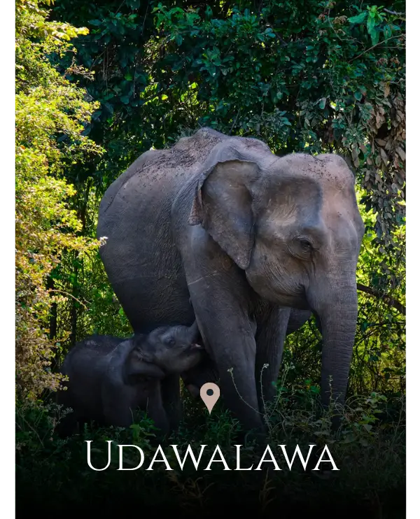 Udawalawa