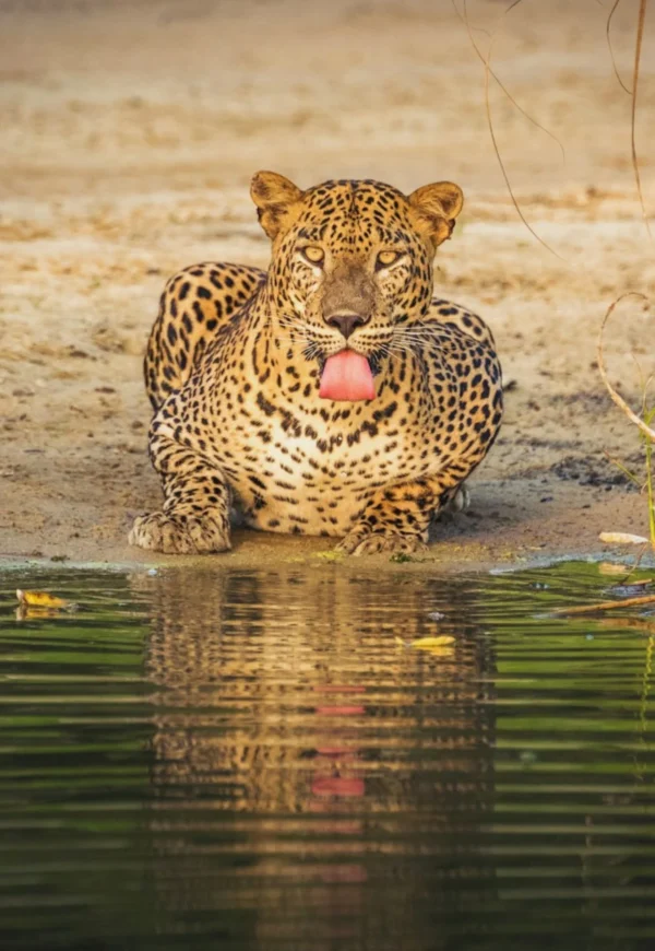Wilpattu National Park