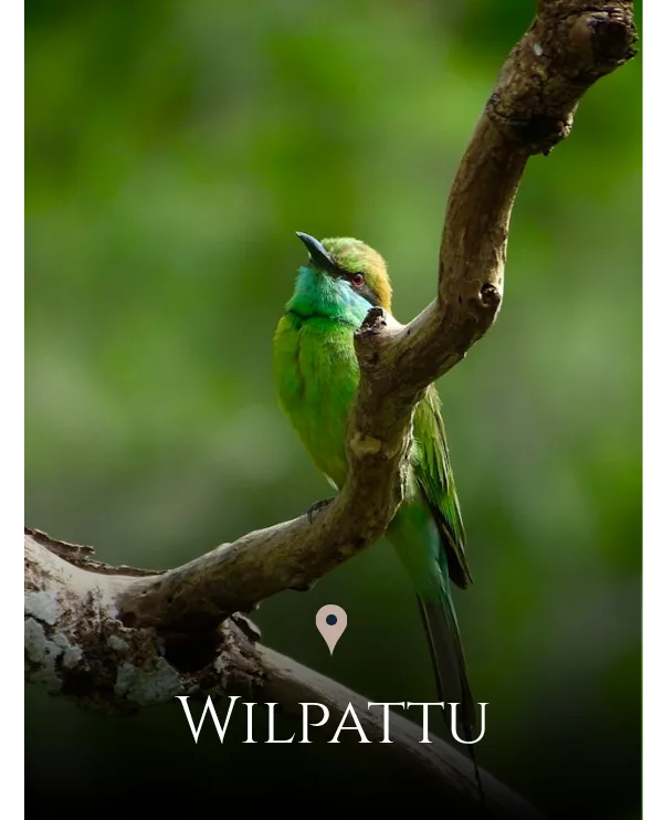 Wilpattu